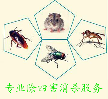 專業滅鼠公（gōng）司分享滅鼠方法